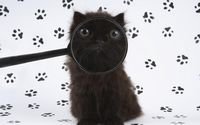 pic for Cat And Magnifying Glass 
